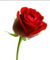 Description: Red-Rose